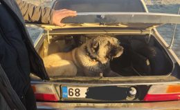 Kayseri’de köpek dövüştüren 37 kişiye ceza yağdı!