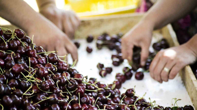 Türkiye meyve üretiminde dünyada 4'üncü sırada | Ekonomi Haberleri